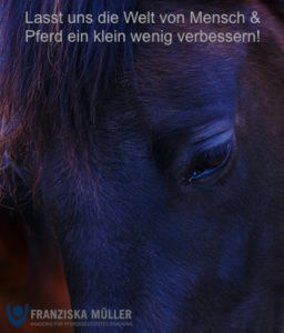 Pferde als Co-Trainer