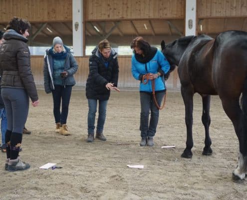 Pferde Coaching Weiterbildung