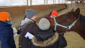 Coaching mit Pferden Ausbildung