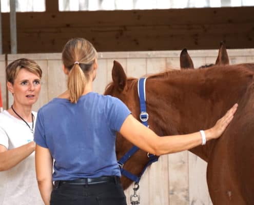 Reitcoach Ausbildung