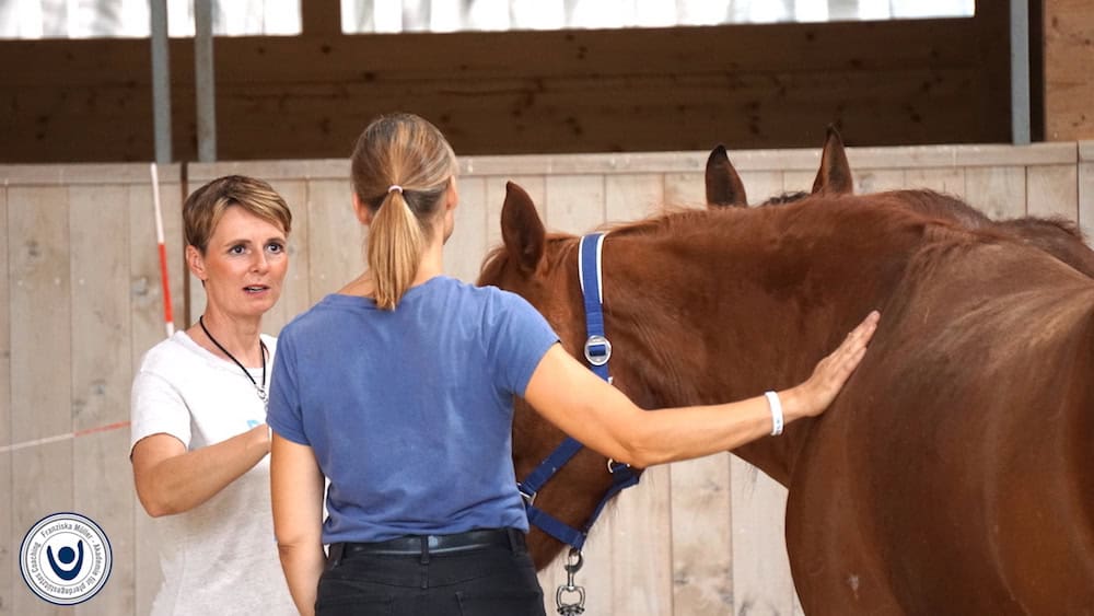 Reitcoach Ausbildung