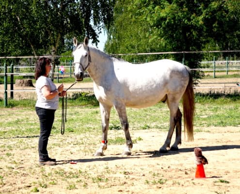 Ausbildung Coaching Pferde Schweiz