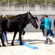 Pferdegestützte Ausbildung