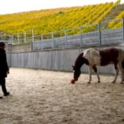 Pferdegestützte Ausbildung