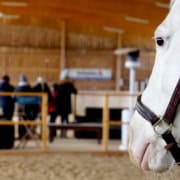 Pferdegestützte Ausbildung