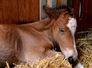 Coaching mit Pferden Ausbildung Corona