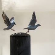 Pferdegestütztes Coaching Franziska Müller