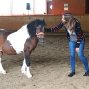 Mindmirror® Coaching mit Pferden