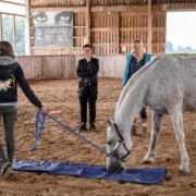 Pferde Coach Franziska Müller