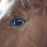 Pferdegestützten MINDMIRROR®-Coach