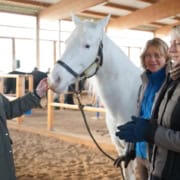 Ausbildung zum Pferdegestützten MINDMIRROR®-Coach