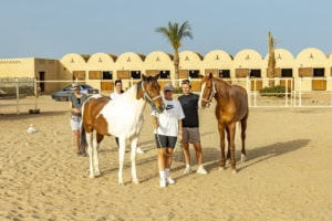 Vorteile der pferdegestützten Ausbildung