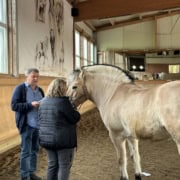 pferdegestütztes coaching