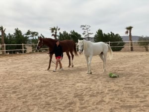 pferdegestütztes coaching online Ausbildung