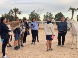 pferdecoaching ausbildung