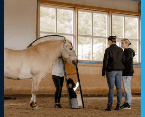 pferdegestütztes coaching ausbildung