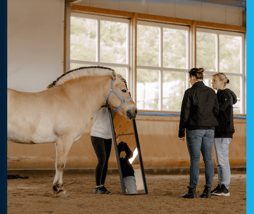 pferdegestütztes coaching ausbildung