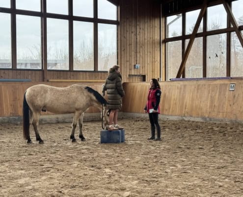 Pferdegestütztes Coaching Intensiv-Ausbildung