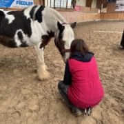 pferdegestütztes Coaching und Training
