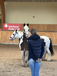 pferdegestütztes coaching ausbildung