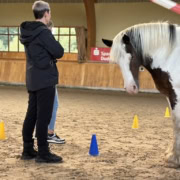 pferdegestütztes coaching ausbildung pferdegestütztes coaching ausbildung