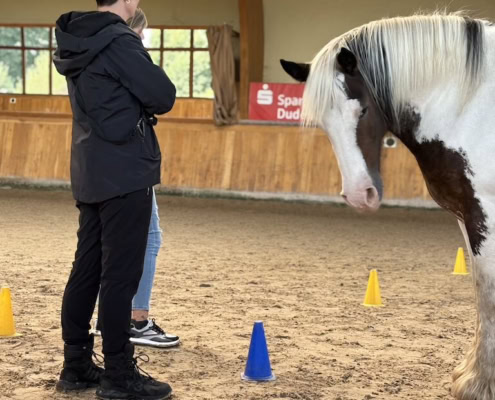 pferdegestütztes coaching ausbildung