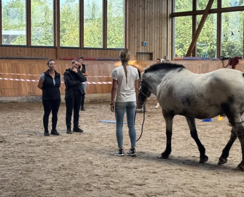 pferdegestütztes coaching ausbildung