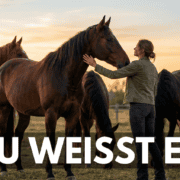 pferdegestütztes coaching warum viele nicht anfangen