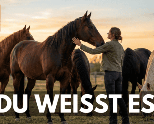 pferdegestütztes coaching warum viele nicht anfangen