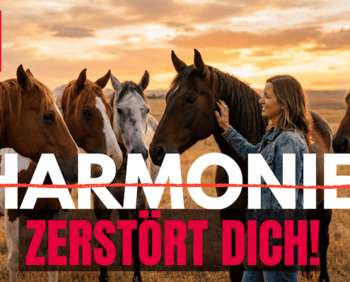 pferdegestütztes coaching Harmoniesucht