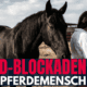 Geld manifestieren Pferdemensch